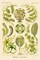 Haeckel Nature Illustrations: Siphoneae Hydrozoa Poster Print by Ernst Haeckel - Item # VARPDX449729